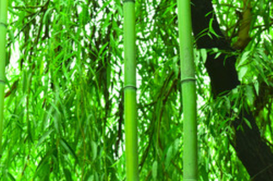 翠竹的象征意义是什么