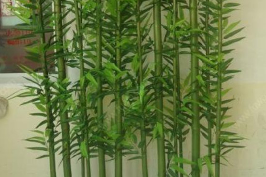 家里为什么不能养竹子