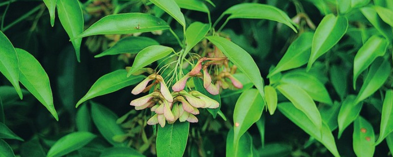 双子叶植物的主要特征