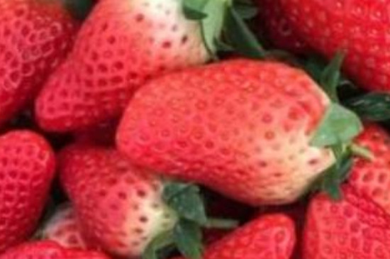 甜度最高的草莓品种