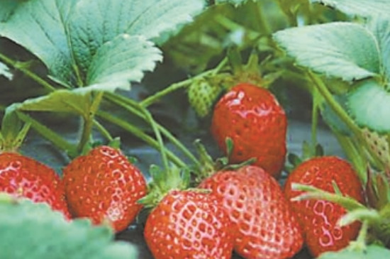 甜度最高的草莓品种