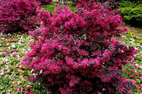 红花檵木的寓意是什么