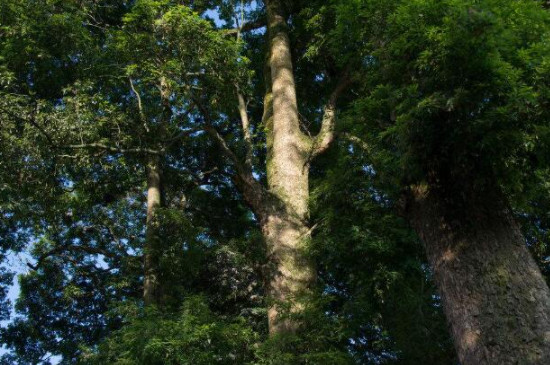 金絲楠木生長周期