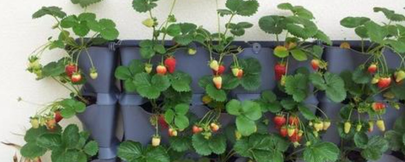 草莓养殖方法和注意事项盆栽