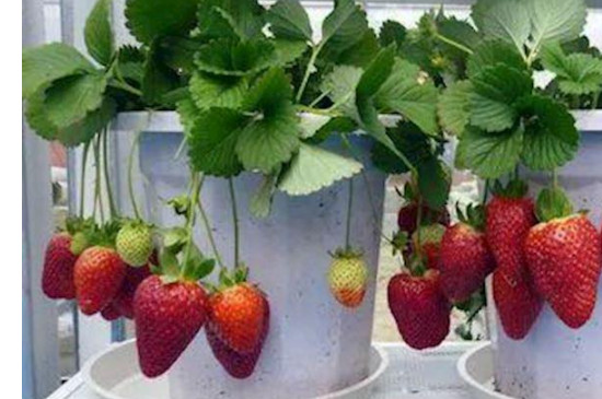 草莓养殖方法和注意事项盆栽