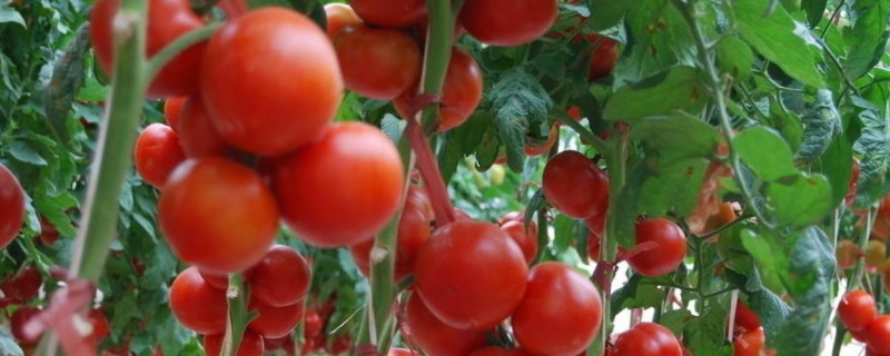 种番茄的方法和步骤