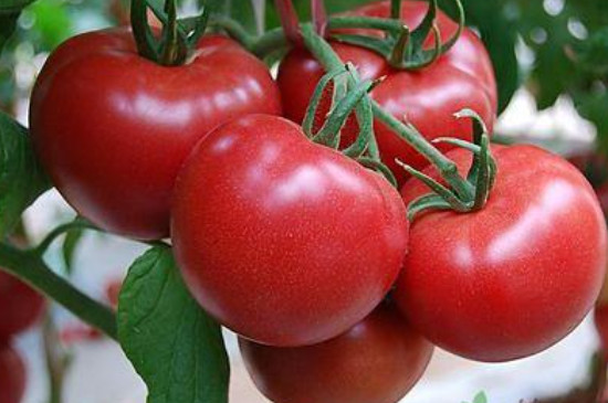 种番茄的方法和步骤
