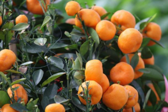 橘子树怕冻不