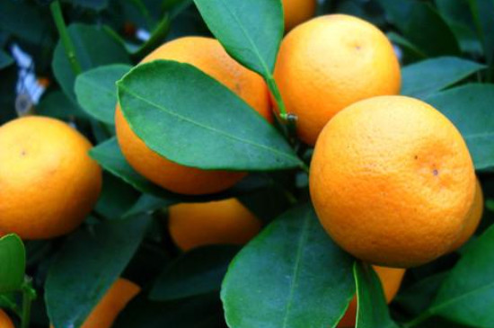 橘子树怕冻不