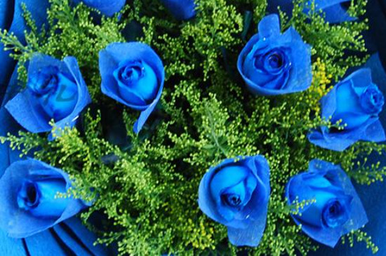 蓝色玫瑰的花语和象征