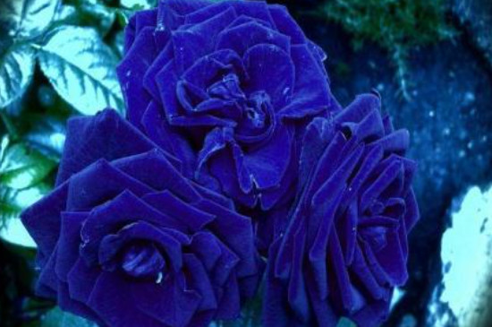 蓝色玫瑰的花语和象征
