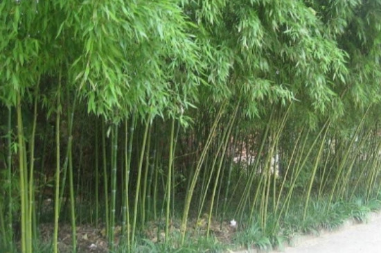 竹子是什么类型的植物