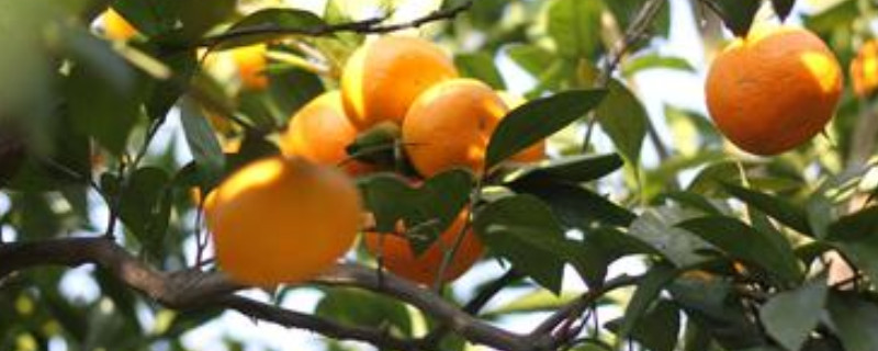 橘子树怎么养殖方法及注意事项