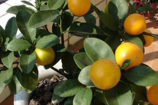 橘子树怎么养殖方法及注意事项