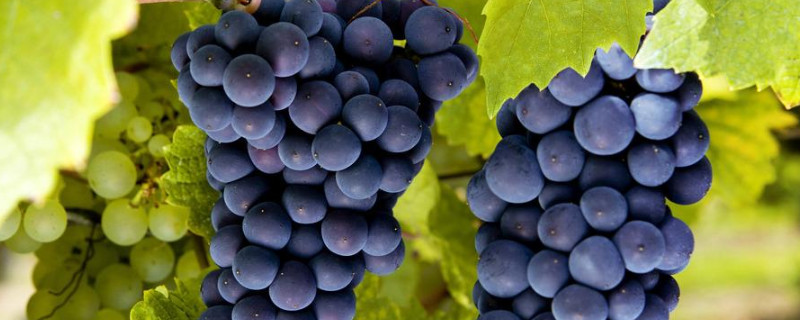 葡萄成熟季节是秋天还是夏天