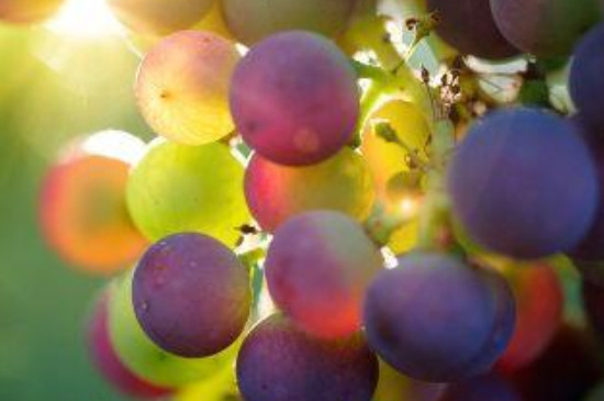 葡萄成熟季节是秋天还是夏天