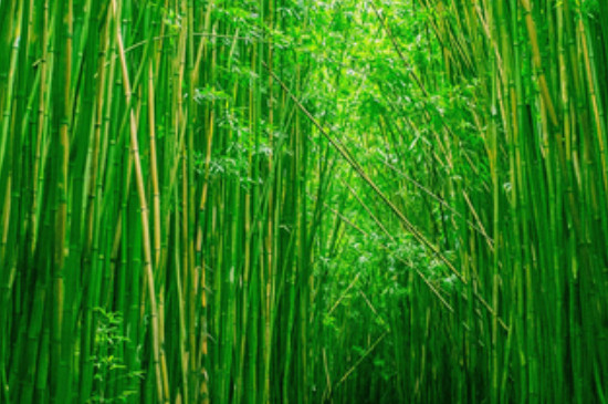 竹的寓意与花语