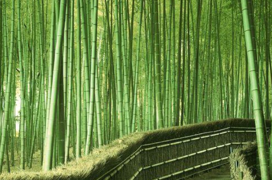 竹的寓意与花语