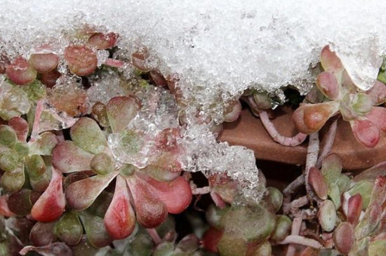 冻伤的植物如何救活