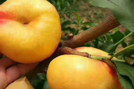 中蟠21桃树新品种几月成熟