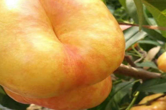 中蟠21桃树新品种几月成熟