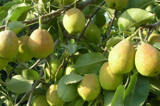 梨的品种