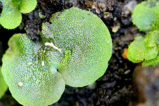 蕨类植物怎么繁殖
