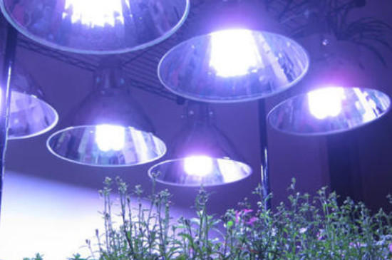 植物补光一般用什么灯
