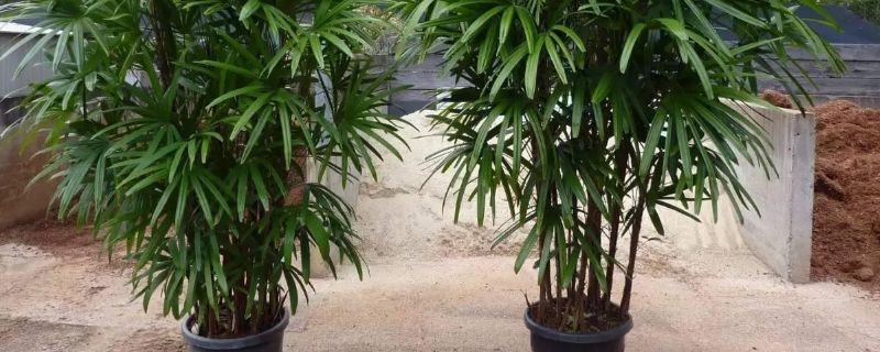 棕竹室内的养殖方法和注意事项