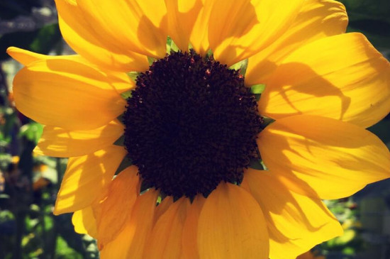 太阳花是向日葵的意思吗