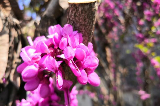 龙牙紫荆是什么花