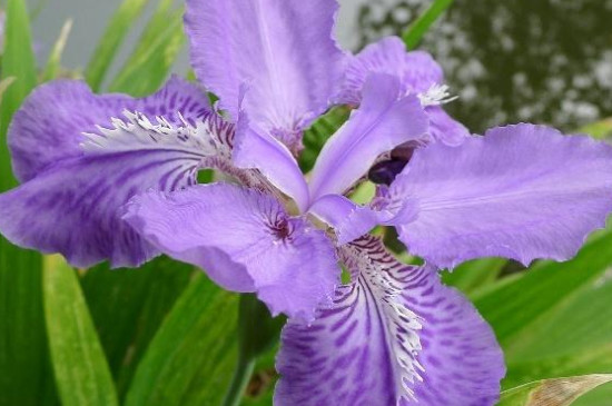 紫风铃花的寓意是什么