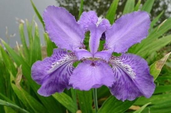 紫风铃花的寓意是什么