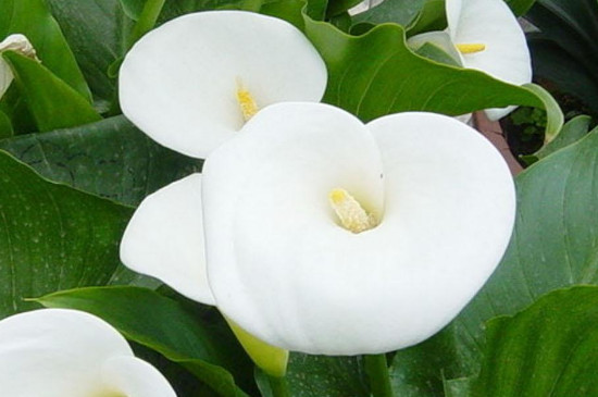 白色马蹄莲的花语和寓意