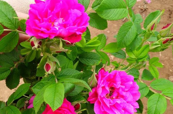 香水玫瑰的养殖方法和注意事项北方