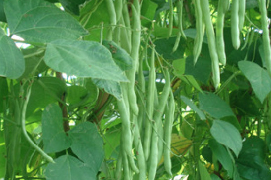 菜豆种子的结构