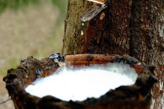 橡胶树的汁液用途
