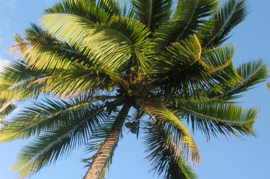 椰子树的寓意及象征