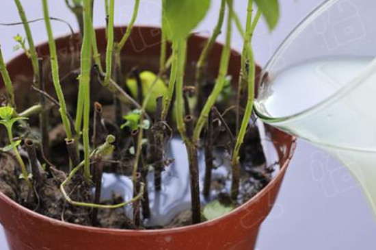 淘米水浇花的好处和正确使用方法?