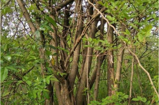 桑拓木是什么树
