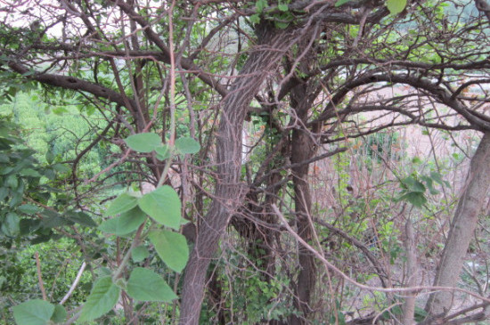 桑拓木是什么树