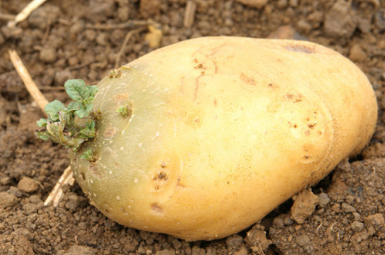 发芽的土豆怎么种植方法