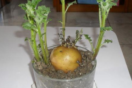 发芽的土豆怎么种植方法