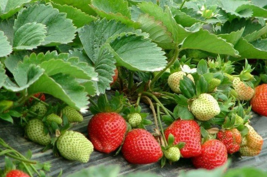 种草莓普通的土还是要营养土