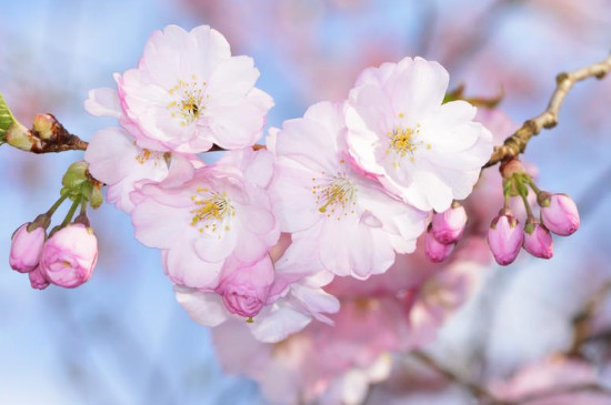 樱花的花语与寓意是什么
