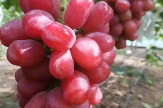 浪漫红颜葡萄品种介绍