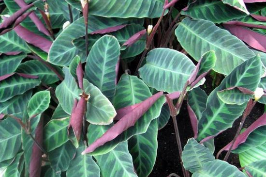 紫背天鹅绒竹芋的养殖方法和注意事项