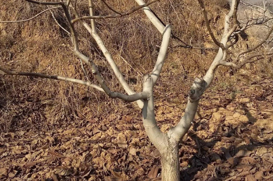 冬季核桃树流水怎么办