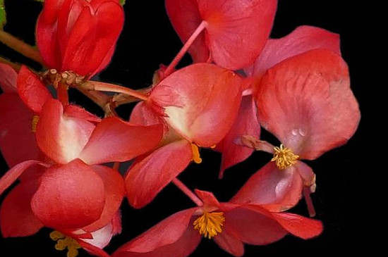 秋海棠花的养殖方法和注意事项