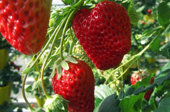 甜查理草莓品种特点